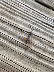 Agonocryptus discoidaloides