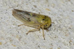 Rhytidodus decimusquartus