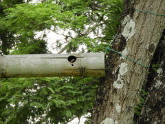 Tropidurus torquatus