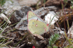 Colias phicomone