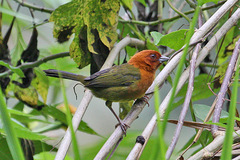 Ochre-Breasted Brush-Finch photo 4