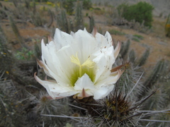 Trichocereus deserticola