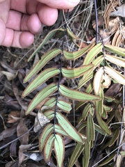 Pellaea dura
