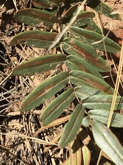 Pellaea dura