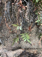 Pellaea dura
