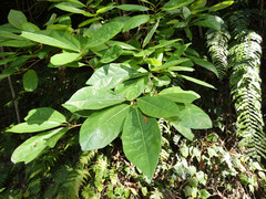 (c) Steve Fitzgerald, some rights reserved (CC BY-SA) Gmelina fasciculiflora, photograph (c) Steve Fitzgerald, some rights reserved (CC BY-SA)