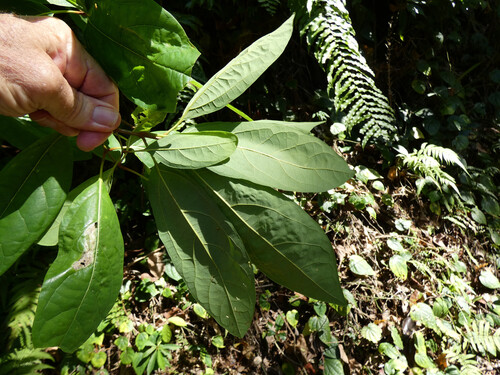 Gmelina fasciculiflora, photograph 3