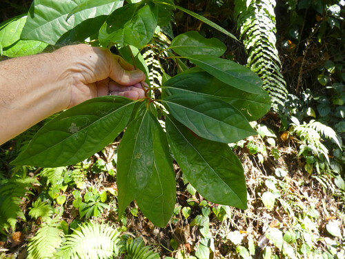 Northern white beech (Gmelina fasciculiflora)