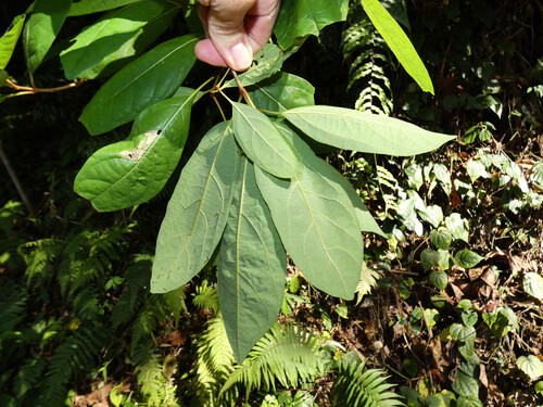 Gmelina fasciculiflora, photograph 4