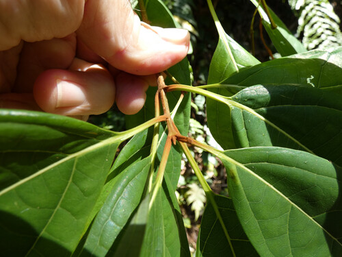 Gmelina fasciculiflora, photograph 5