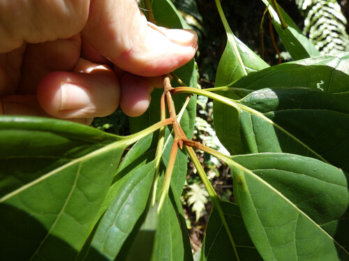 Gmelina fasciculiflora, photograph 6