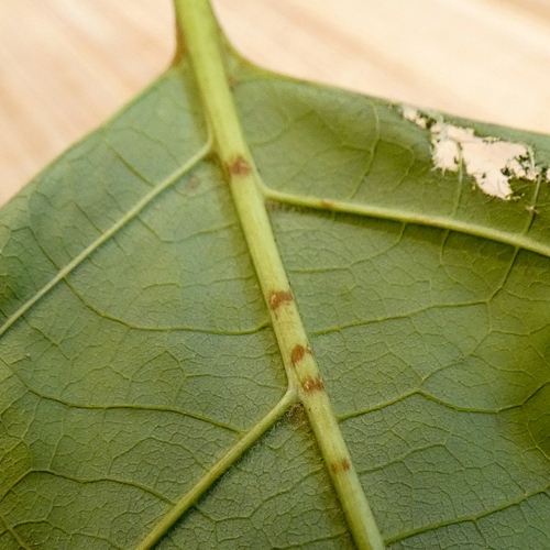 Gmelina fasciculiflora