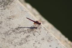 Trithemis annulata