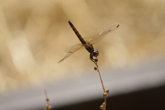 Trithemis annulata