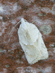 Acleris logiana