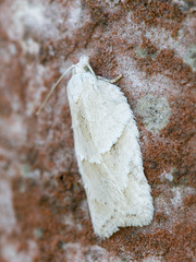 Acleris logiana