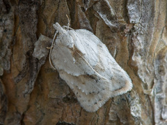 Acleris logiana