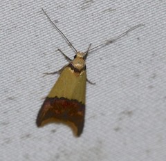 Hemibela oxyptera