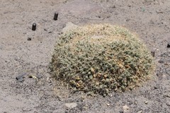 Maihueniopsis molfinoi