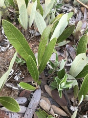 Parinari capensis capensis