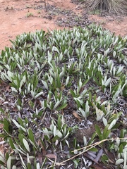 Parinari capensis capensis