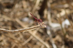Trithemis annulata