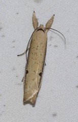 Compsotorna oligarchica