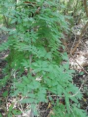 Piptadenia retusa
