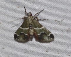 Arescoptera idiotypa