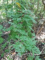Piptadenia retusa