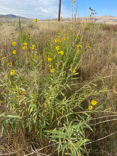 Nuttall's Sunflower (Helianthus nuttallii)
