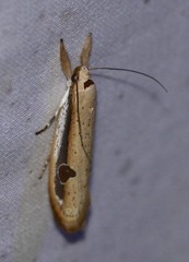 Compsotorna oligarchica