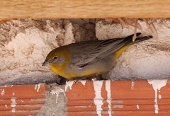 Sicalis uropygialis