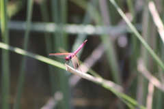 Trithemis annulata