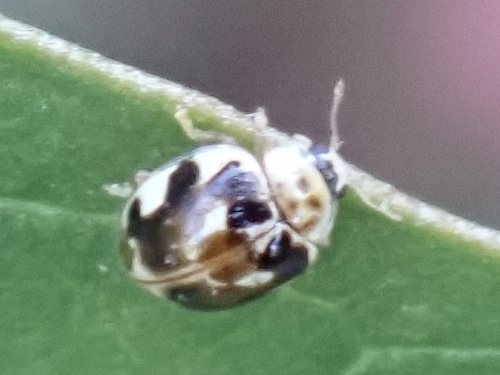 Twenty-spotted Lady Beetle