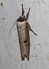 Pilostibes stigmatias