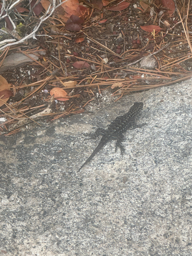 iNaturalist observation photo of Spiny Lizards