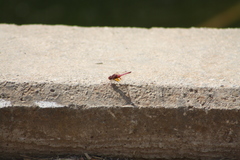 Trithemis annulata