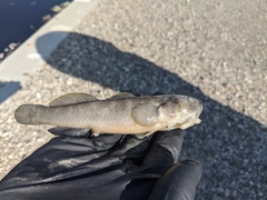 Gillichthys mirabilis