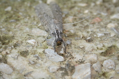 Acanthaclisini