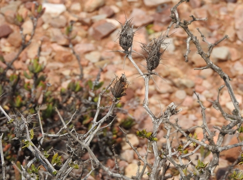 Cape Lashes (Blepharis capensis)