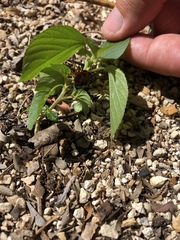 Pycnoscelus surinamensis