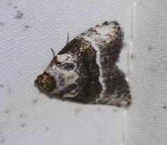 Acatapaustus metallopa