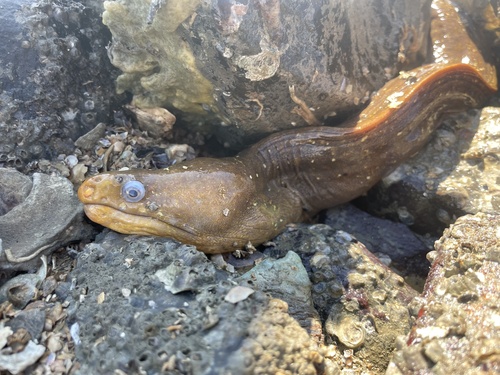 Freckled moray (Echidna nocturna) — Muraenidae — 2