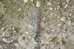 Acanthaclisini