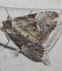 Alophosoma emmelopis