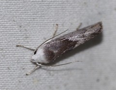 Xylorycta apheles
