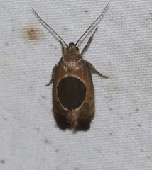 Hoplomorpha abalienella