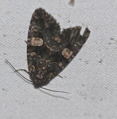 Condica macrosema