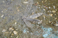 Acanthaclisini